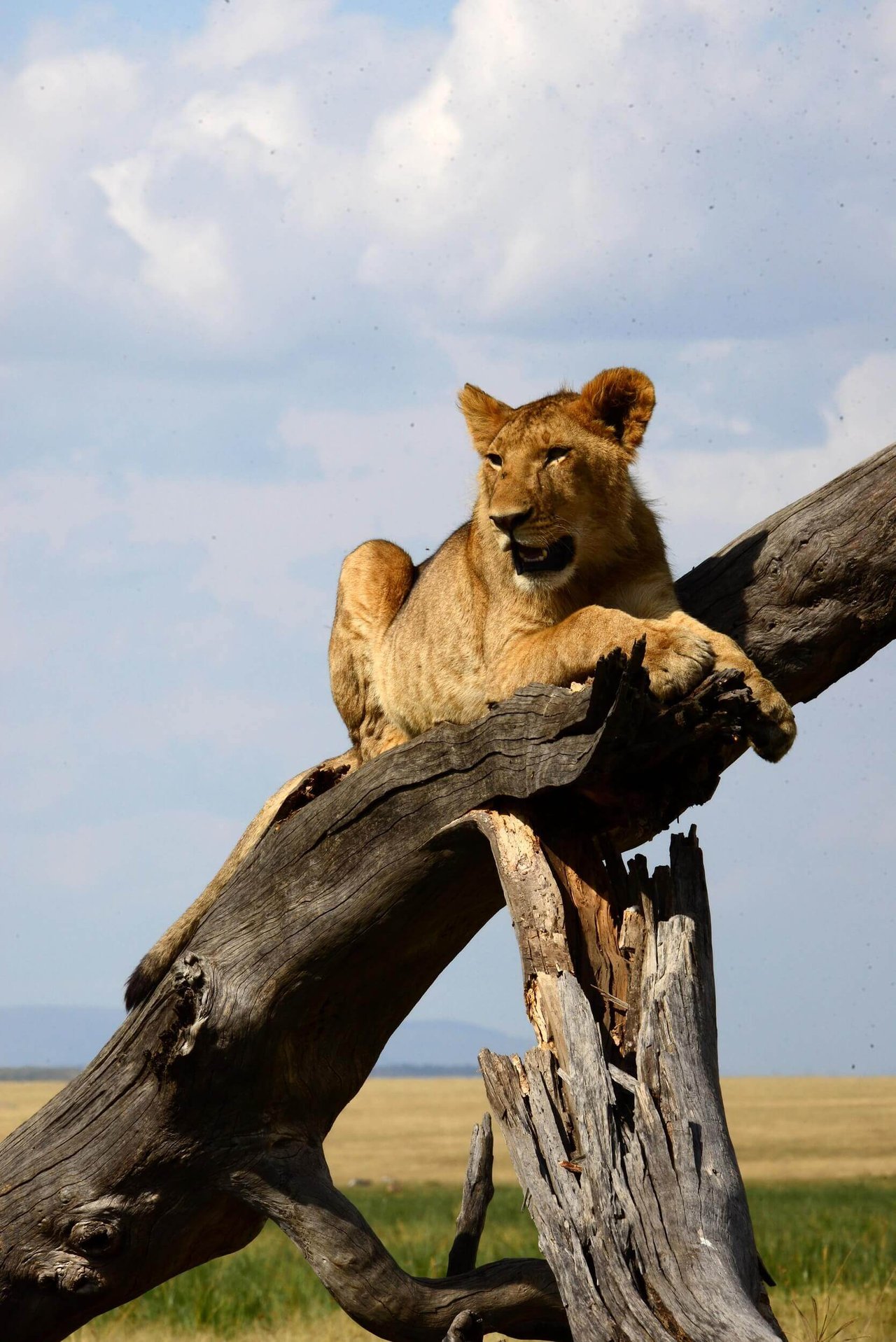 Wild lioness on branch