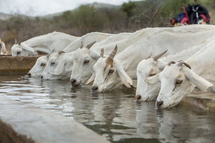 Goats in Kajiado, Kenya drinking water from a trough