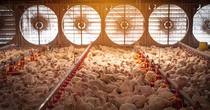Chicken broiler factory farm
