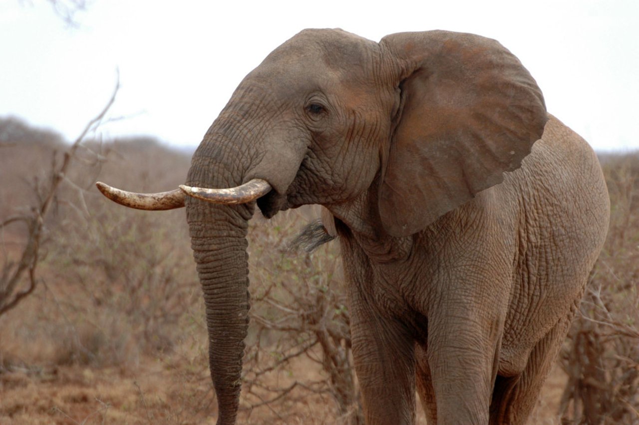 African elephant in the Zimbabwe wild