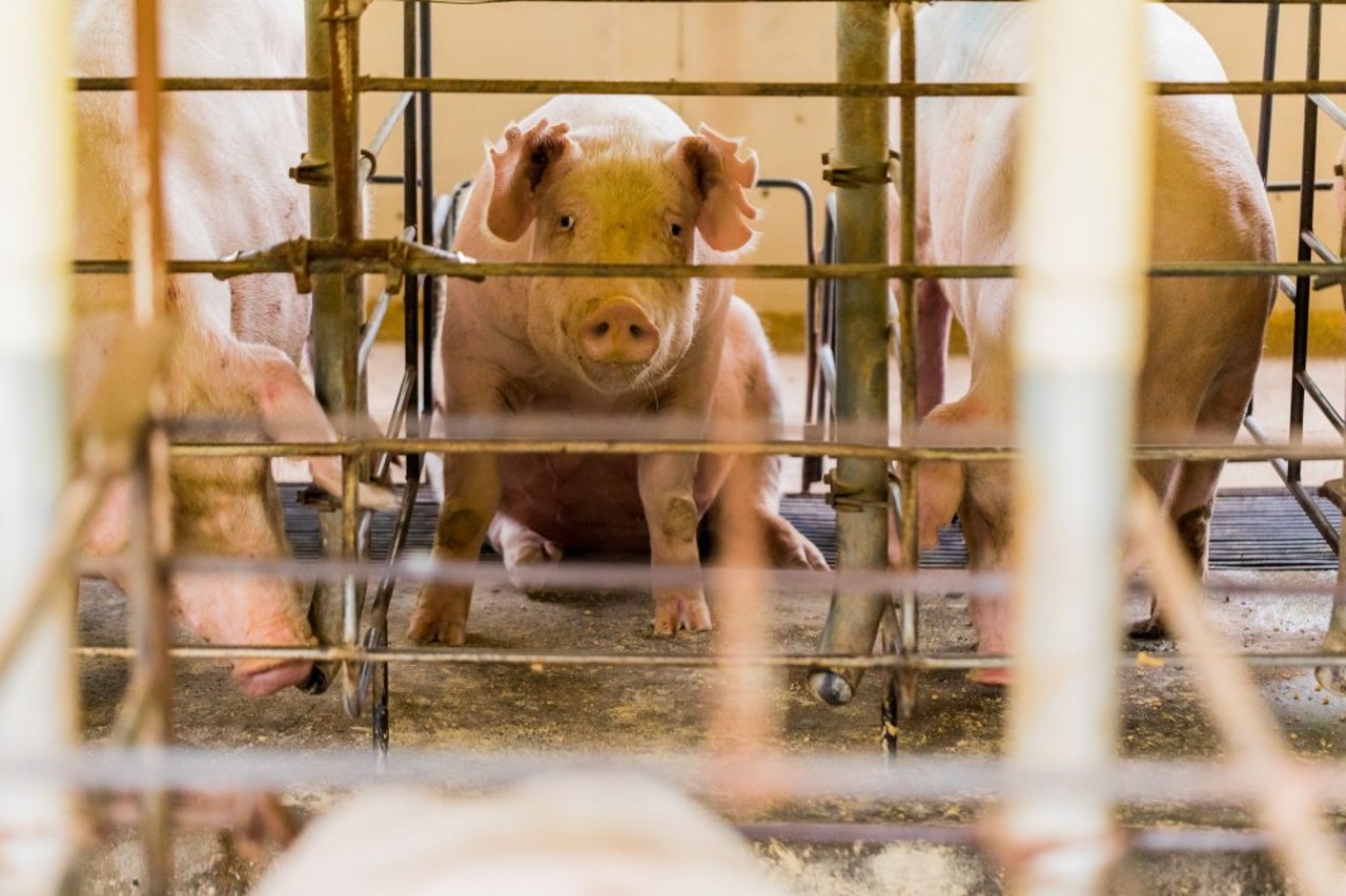 Pig in sow stall