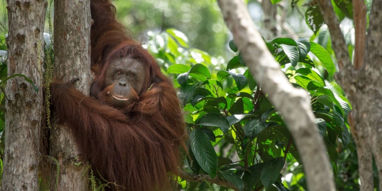 Mamalasa the orangutan high up in a tree at Borneo Orangutan Survival Sanctuary