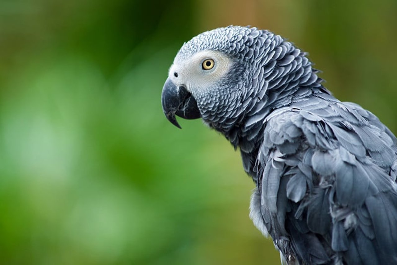 Pictured: An African Grey Parrot in the wild
