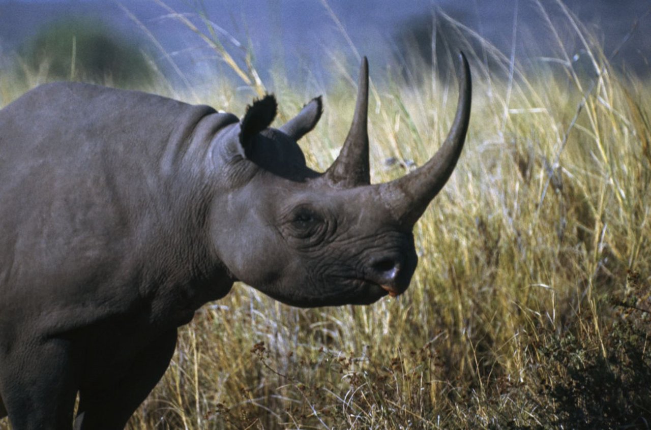 A black rhinoceros in the wild - DeAgostini / Getty Images