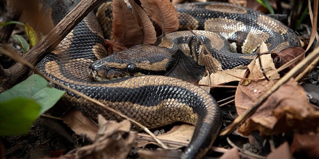 A wild Ball python among brown leaves on the ground