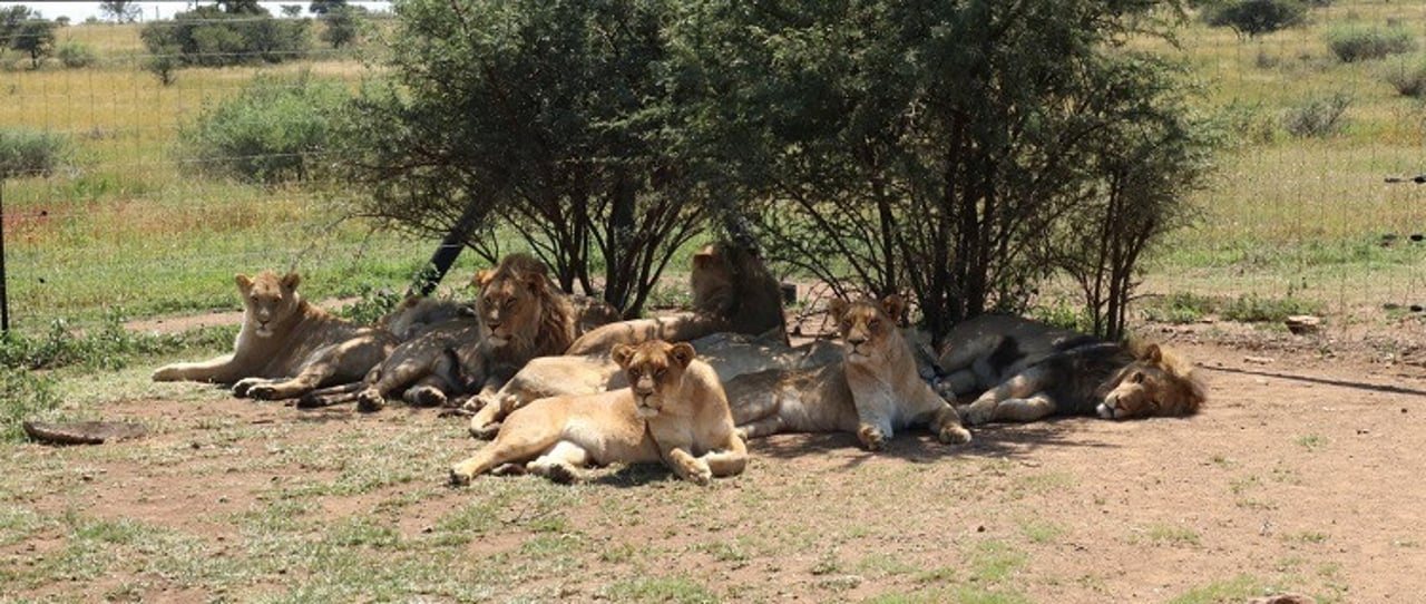 Lions taking shelter