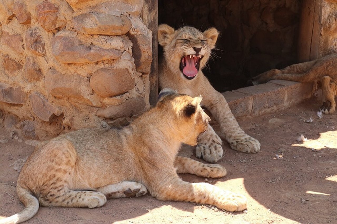 Lions taking shelter