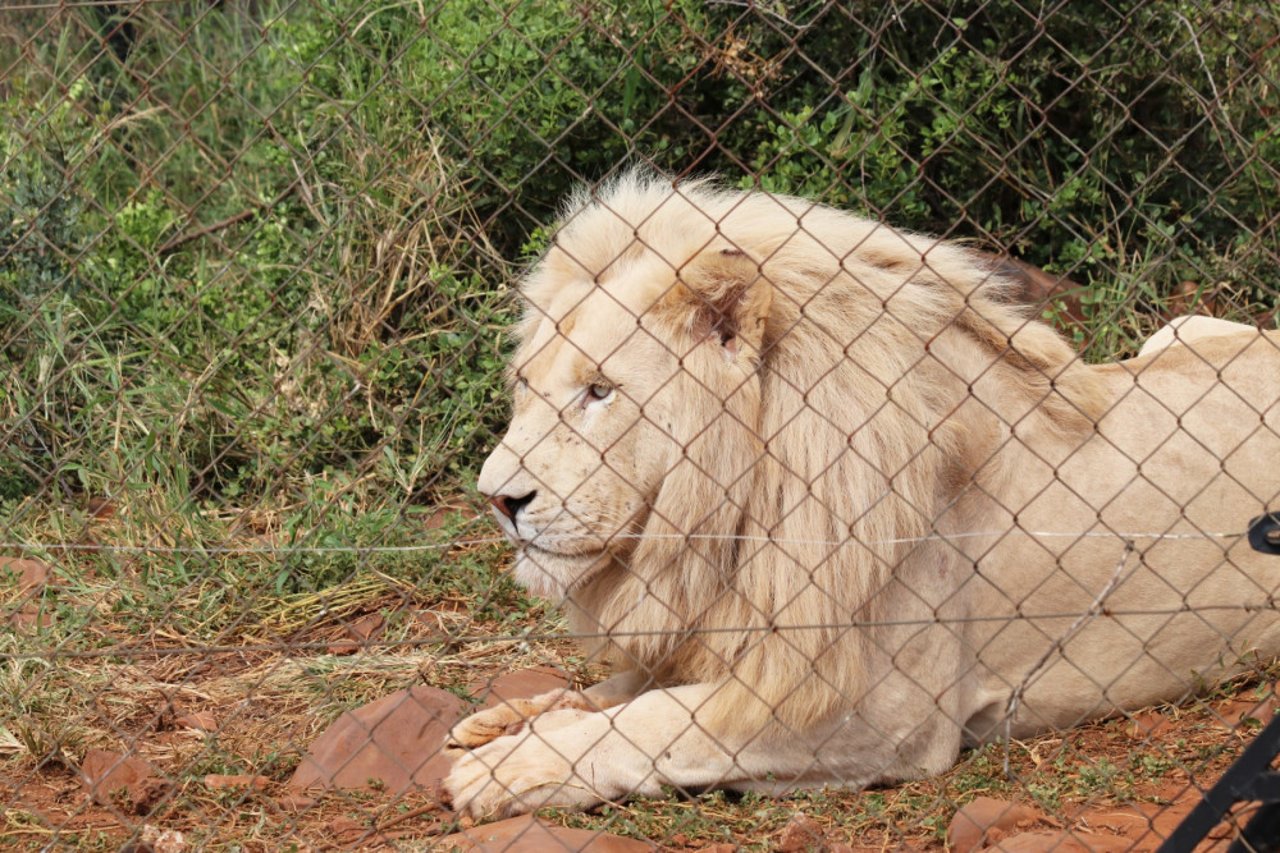 A lion at a renowned venue in South Africa offering guided tours of enclosures, as well as petting and interaction with animals. The venue adjoins a suspected breeding facility and many of these animals would eventually be used for canned hunting, and traditional medicine.