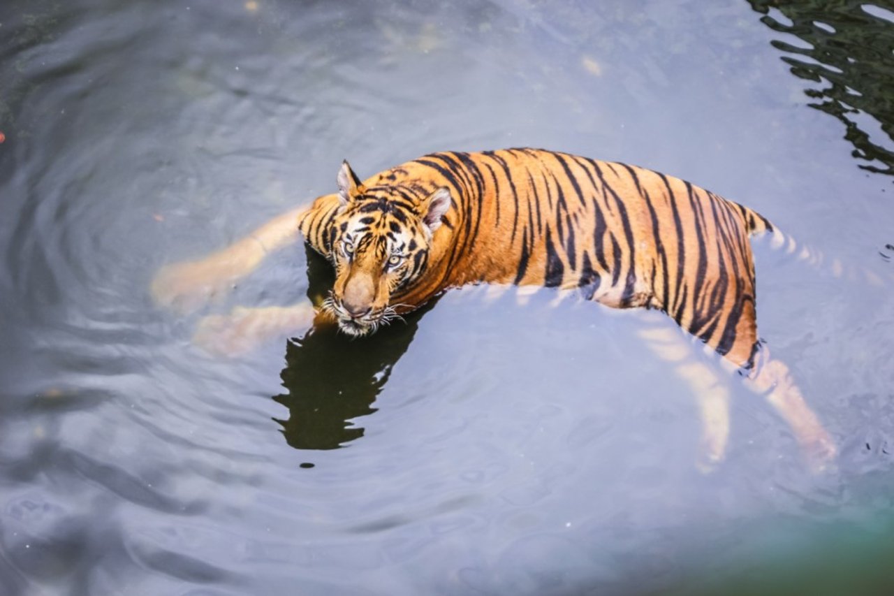 Tiger swimming in pond at entertainment venue 