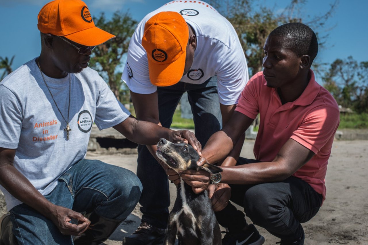 Veterinary proffesionals attending to a dog caught up in a disaster