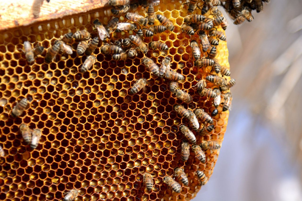 bees_0
