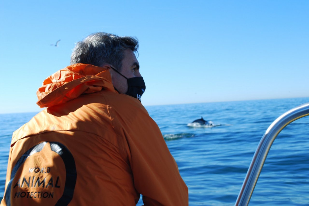  Ben Williamson on a boat with dolphin in background - World Animal Protection