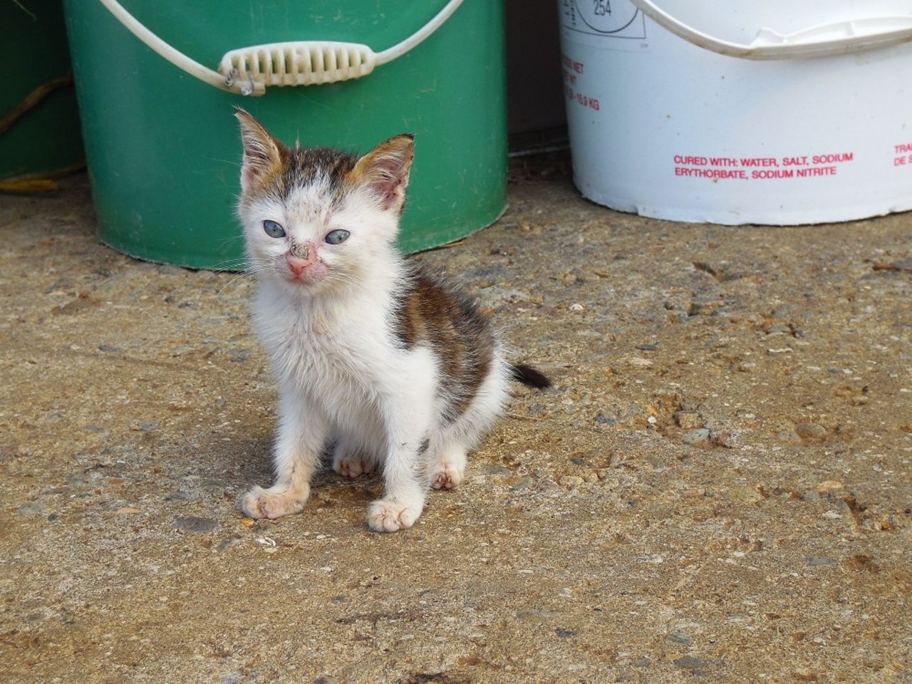 cat