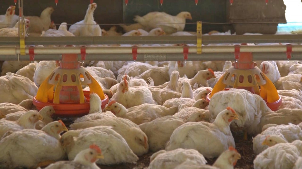 Change for chickens