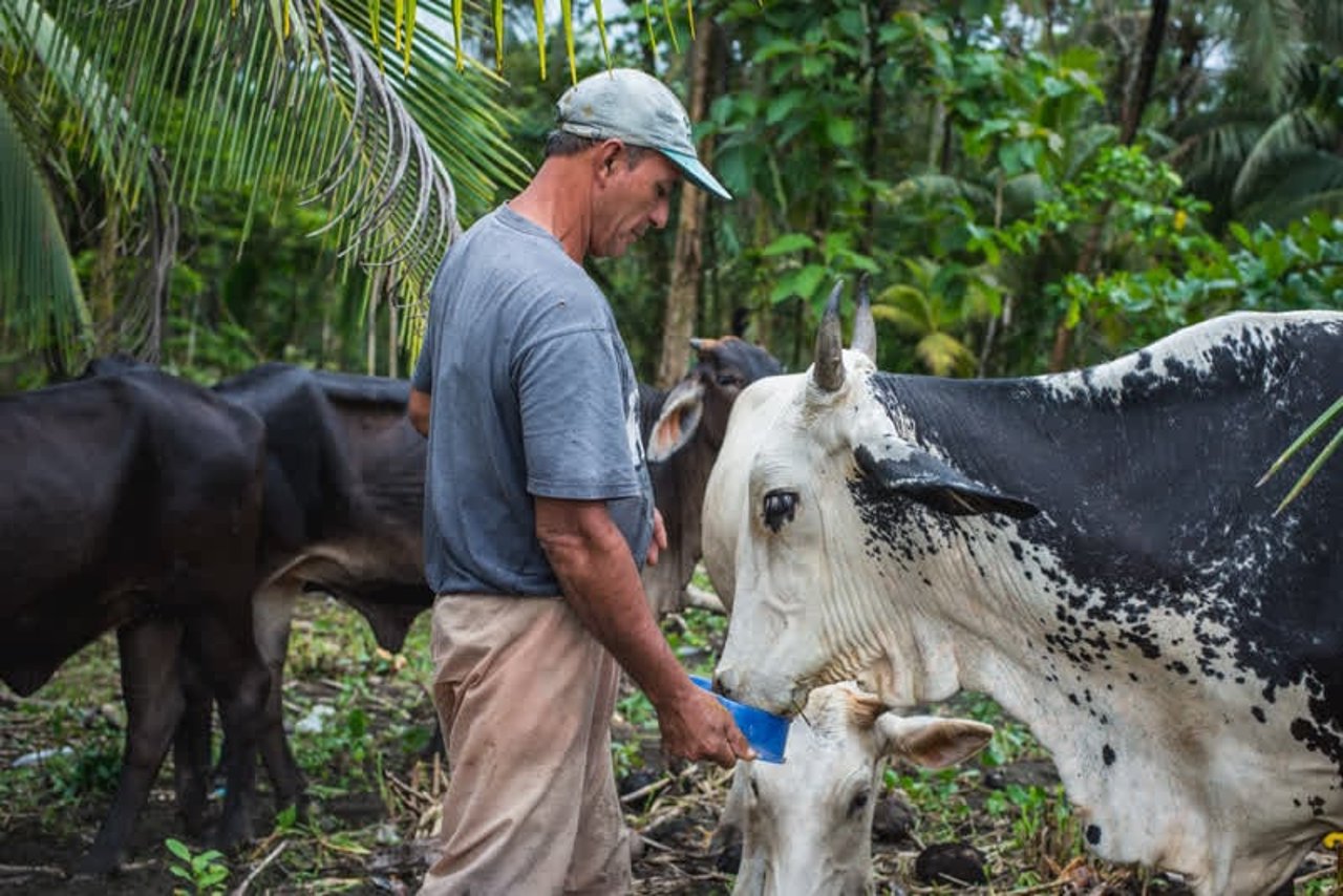 cows_costarica_800x534_1021787