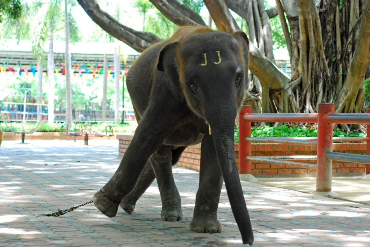 elephant