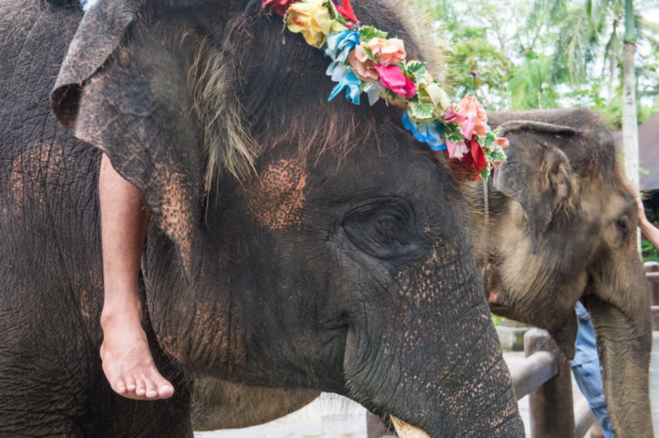 elephant_thailand_800x533_1021256