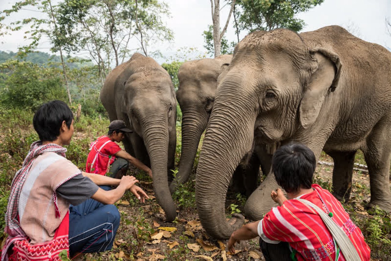 Elephants