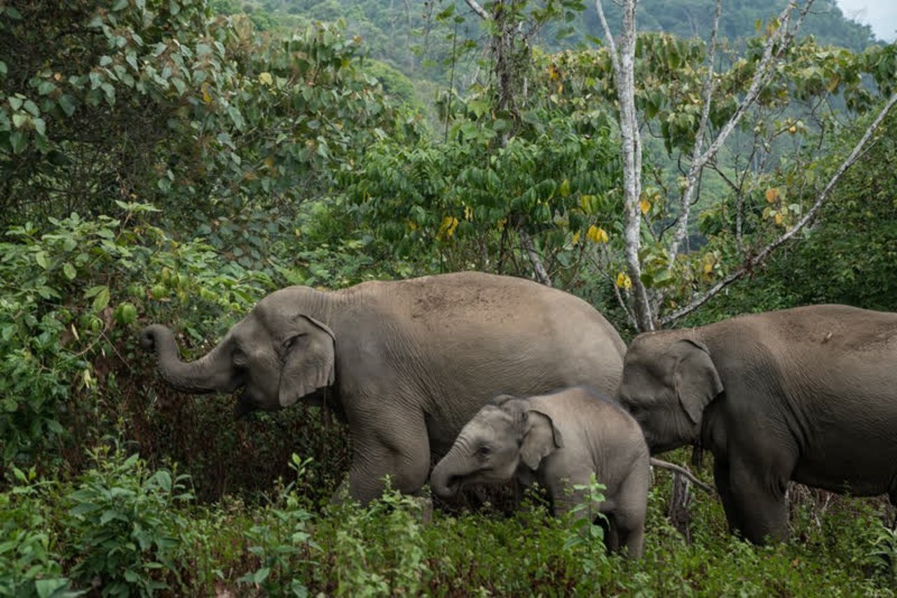 elphants_thailand_800x534_1021667