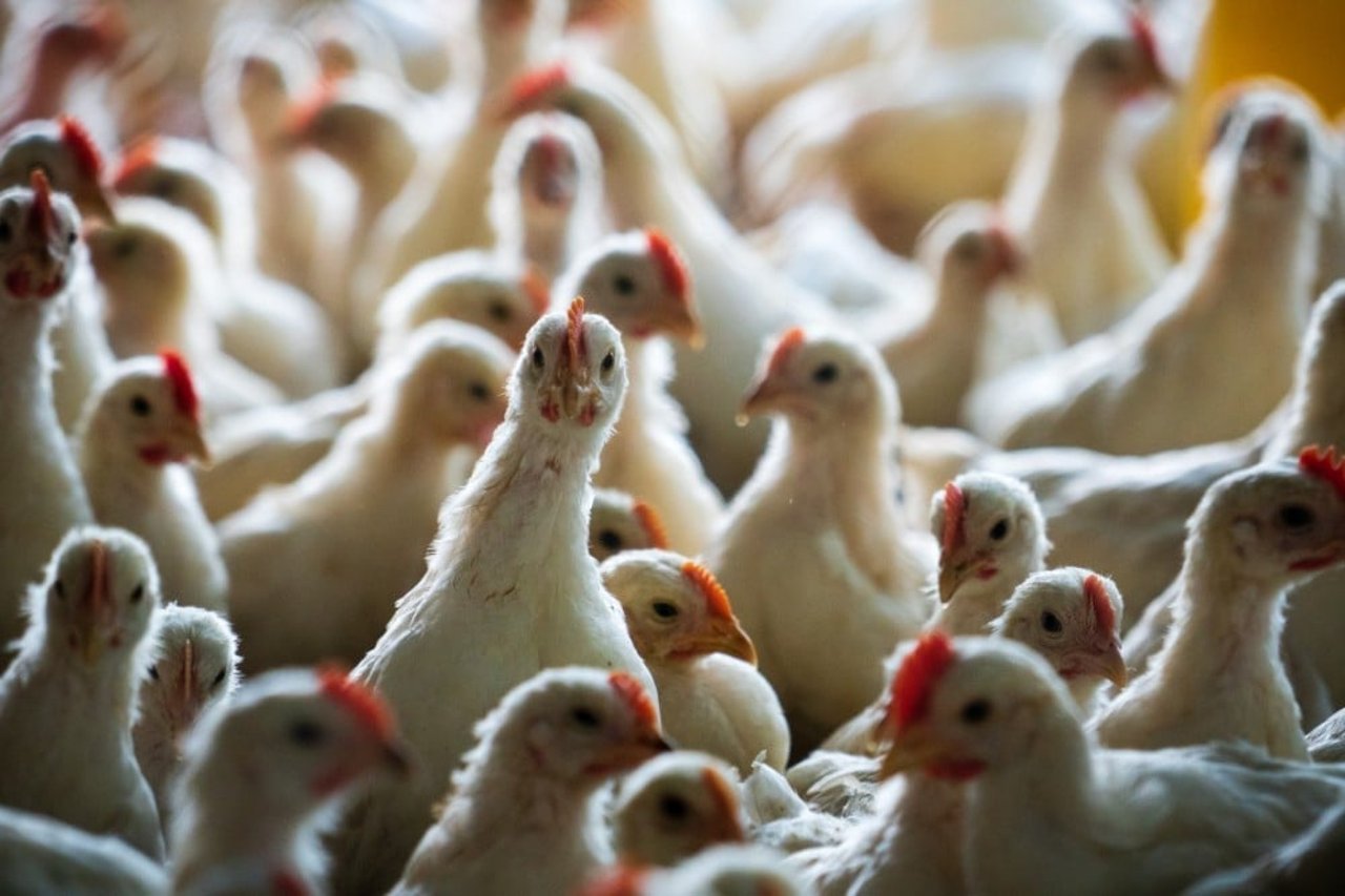 Chicken_Factory_Farming