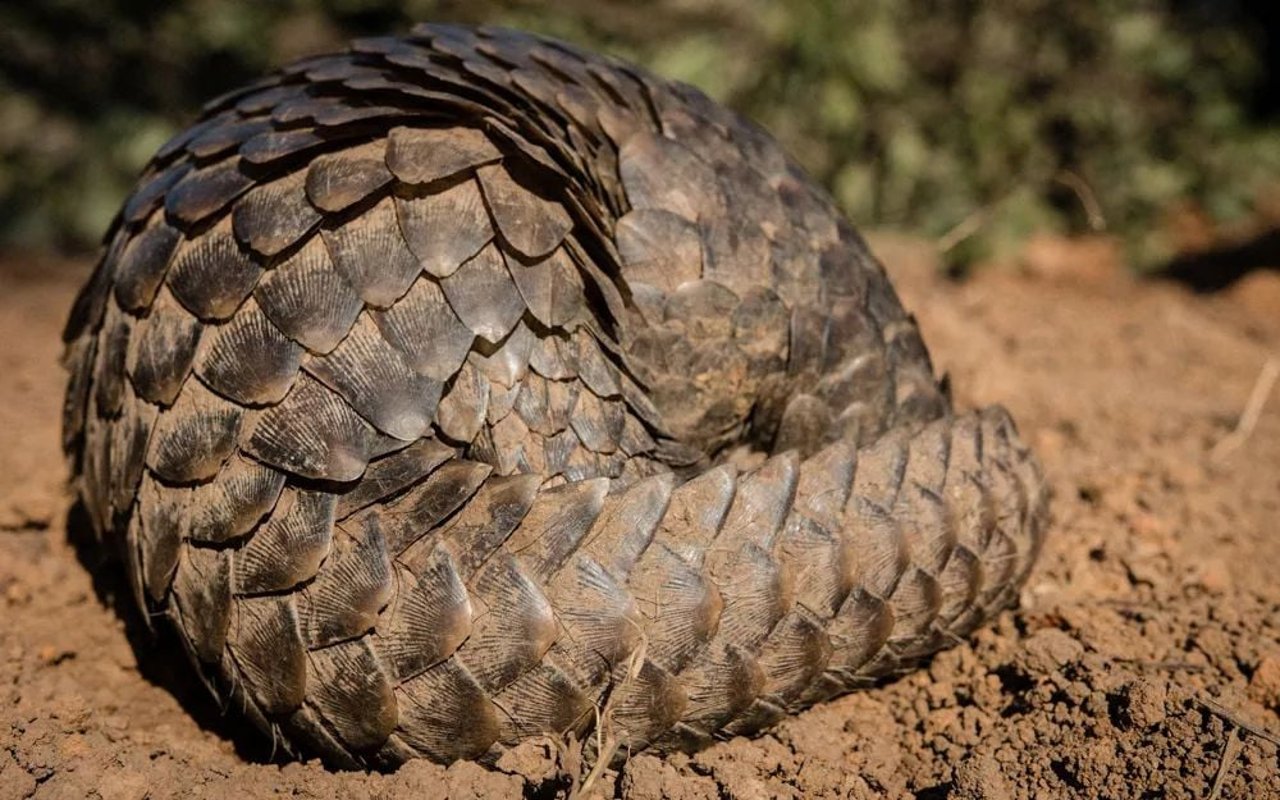 pangolin