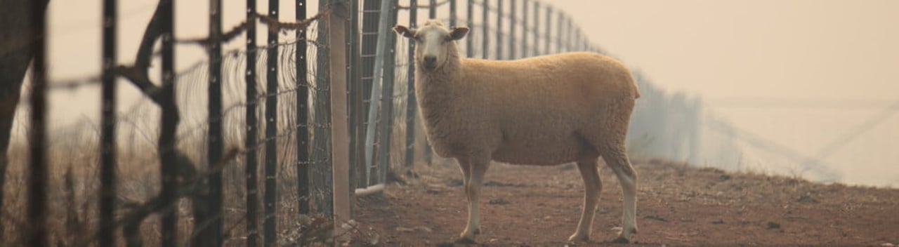 Sheep in Australian bushfire