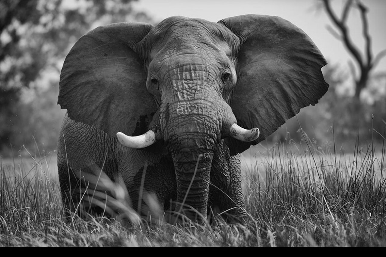 Wild African elephant