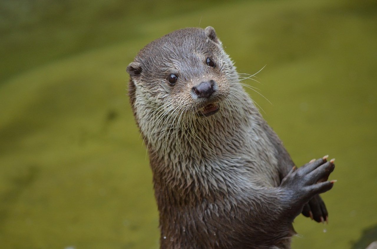 otter_0