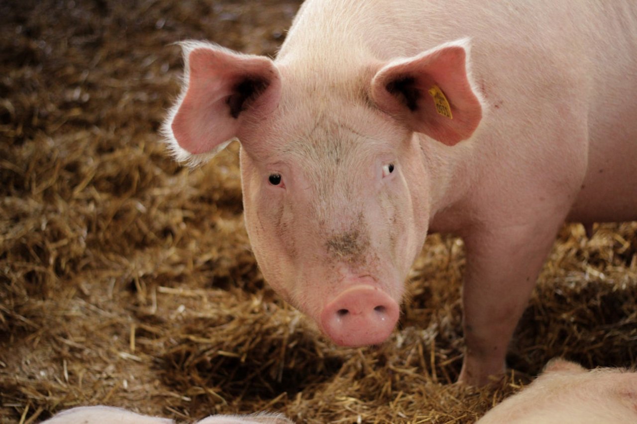 A pig in a high welfare farm