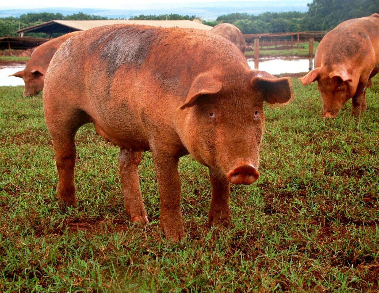piggy_7