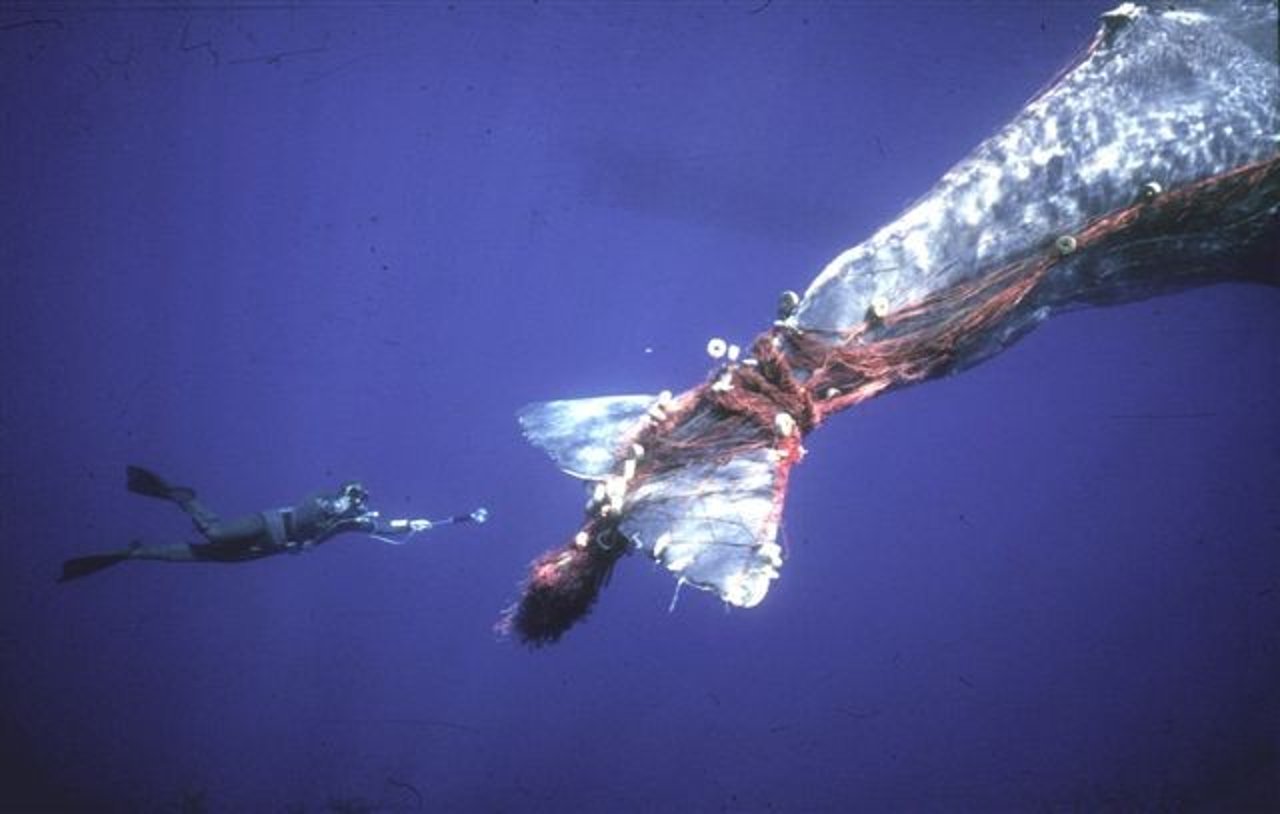 sperm_whale_dragging_ghost_gear