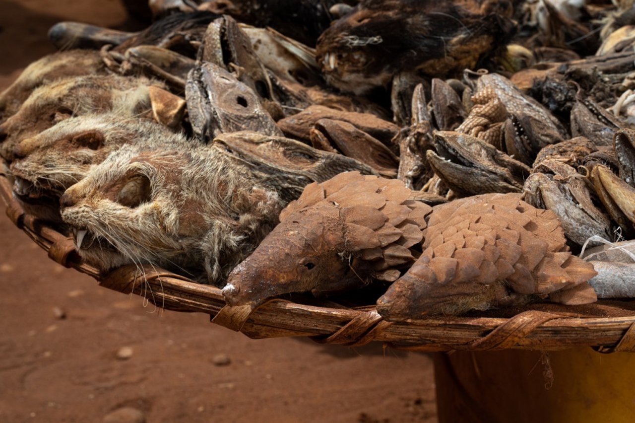 Togo wildlife market