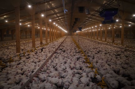 UK chicken broiler shed housing over 40000 birds