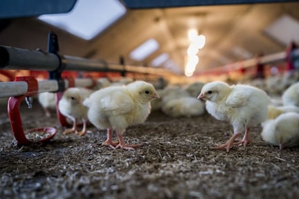 Chicken in a factory farm