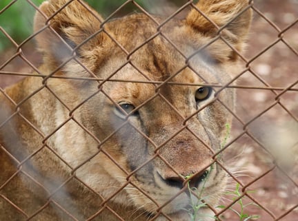 Lioness behind fence