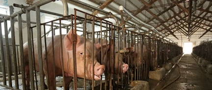 Mother Pigs in cages on factory farm