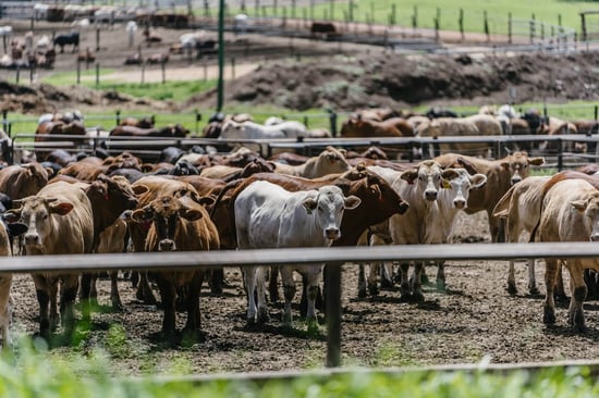 Cows at Pakaderinga feedlot. Credit: Animal Liberation Queensland