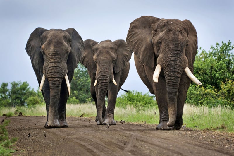 Elephants in Africa