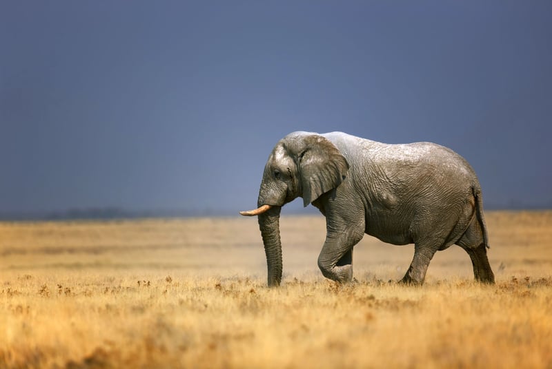 An elephant in the park in Kenya