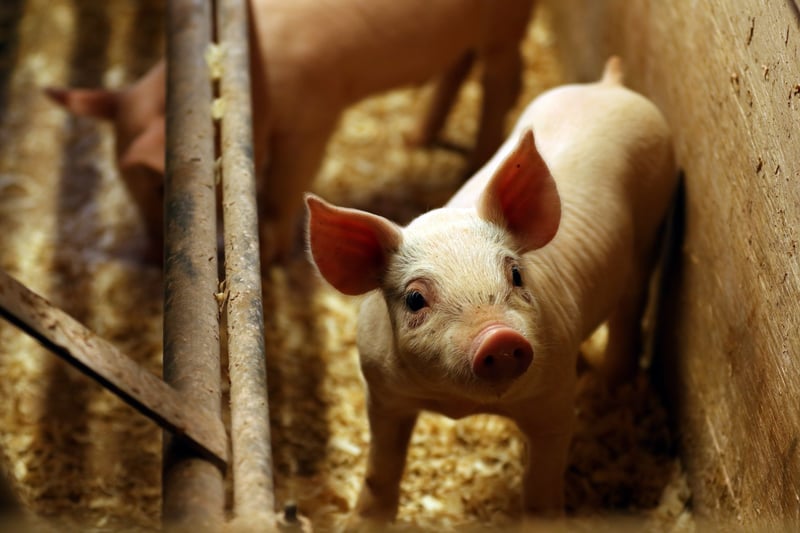 Små griskultingar lider i fabriker