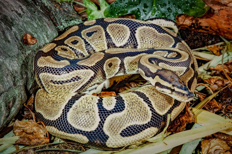 World Animal Protection  - Animals in the wild - Ball pythons are suffering terribly from the global exotic pet trade