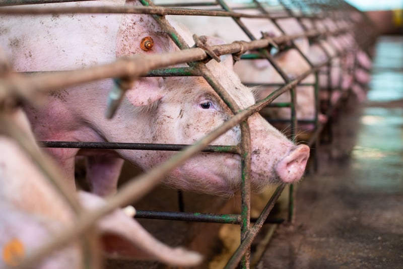 A pig in an industrial farm