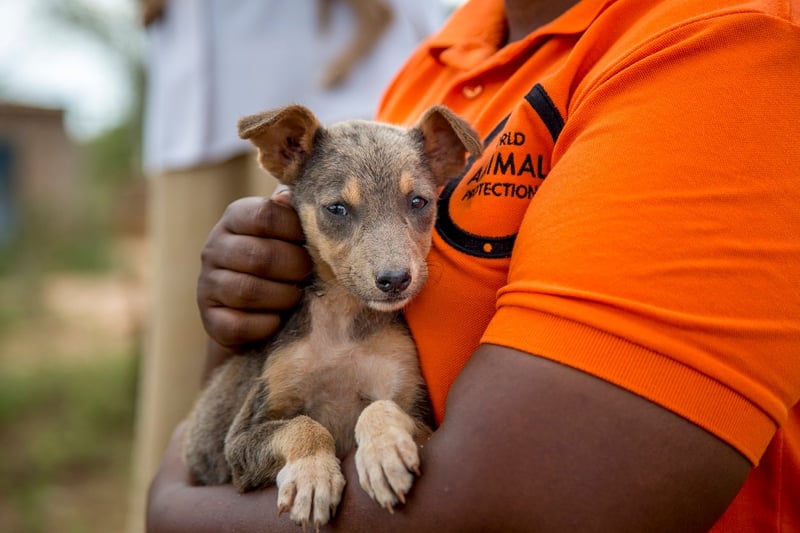 A World Animal Protection staff holding a dog