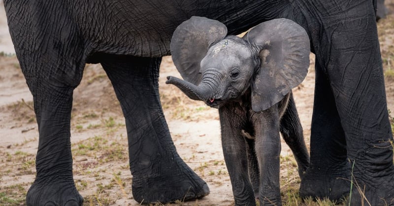 Protect baby elephants from cruelty | CITES | World Animal Protection