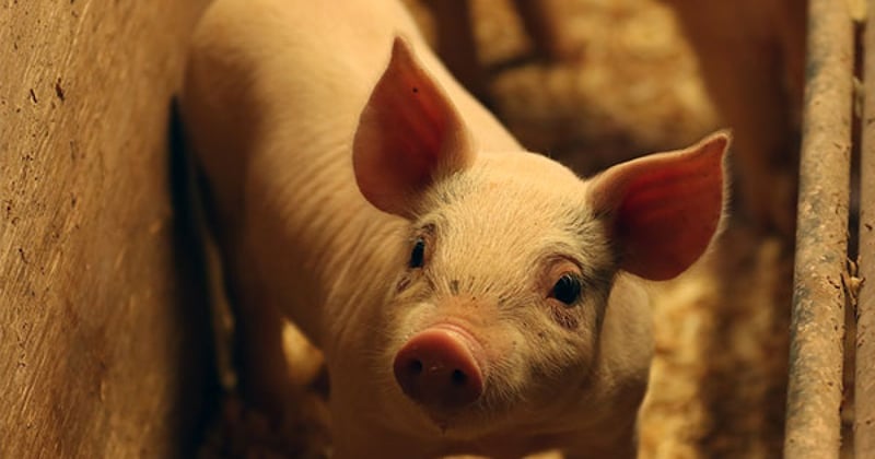 A healthy piglet in farming pen looks towards the camera