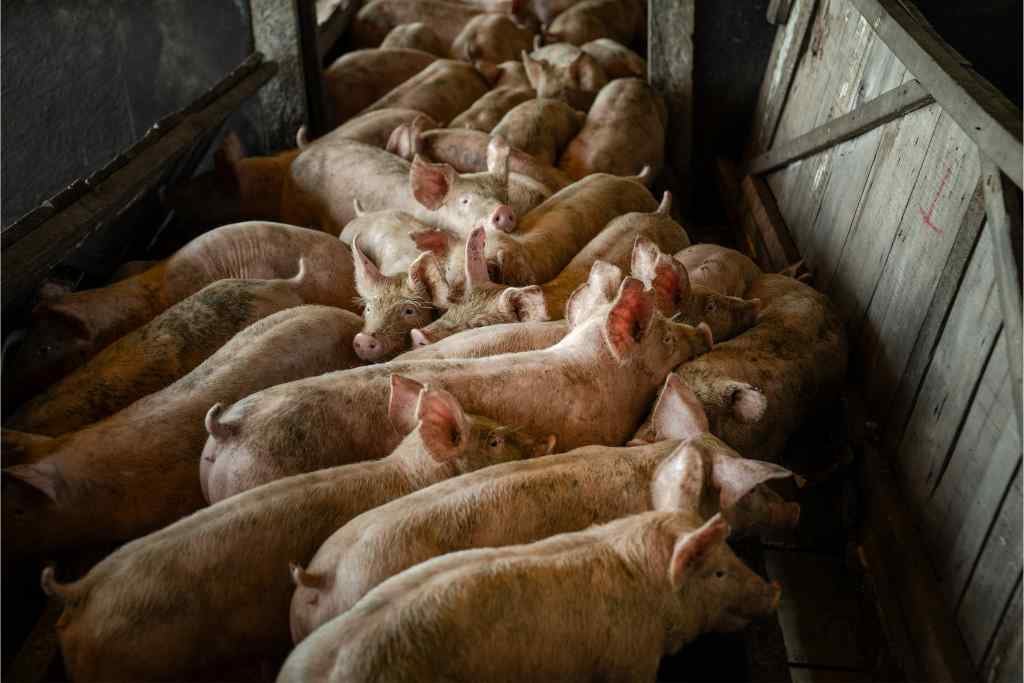 Many piglets are crowded together in a small pen