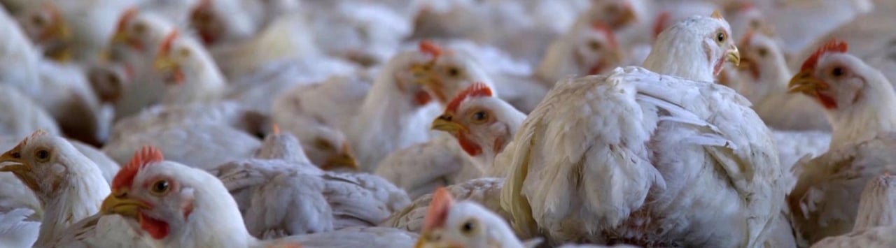 Factory Farmed Chickens over crowded