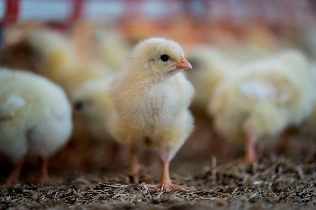 Windstreek high welfare chicken farm, Netherlands