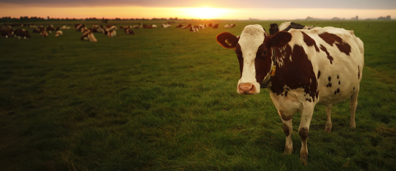 Dairy cows at Friesland, Netherlands. WSPA / Gideon Mendel