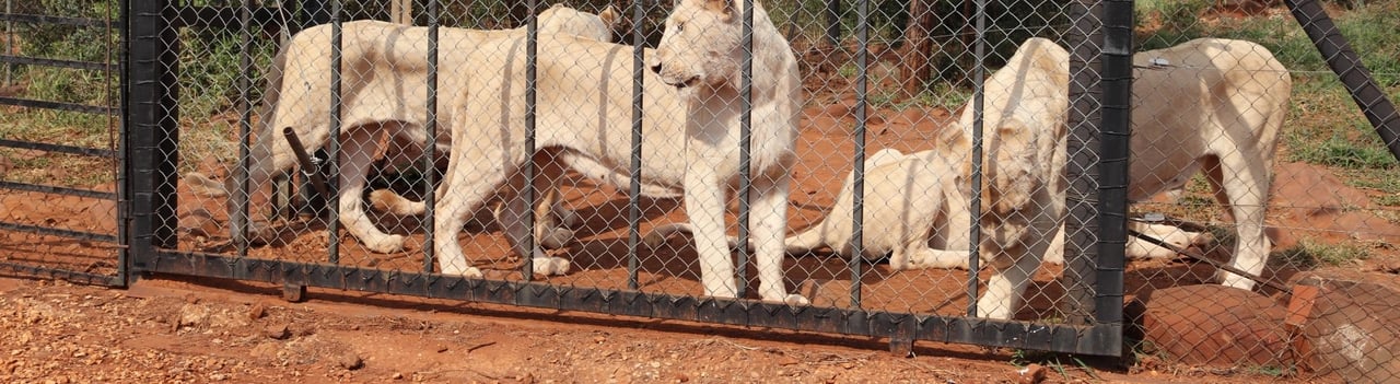 Captive lions exploited for entertainment at South Africa venue